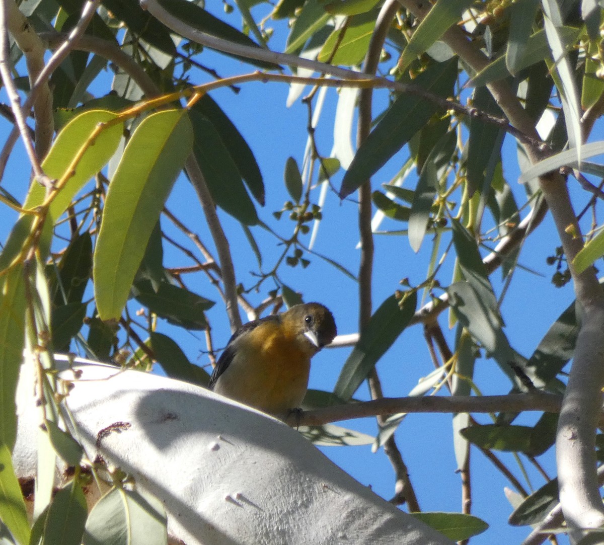 EBird Checklist 3 Dec 2023 Tahoe Park 10 Species