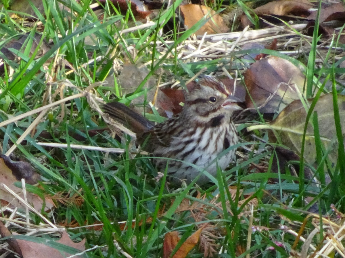 Song Sparrow - Stephen Chang