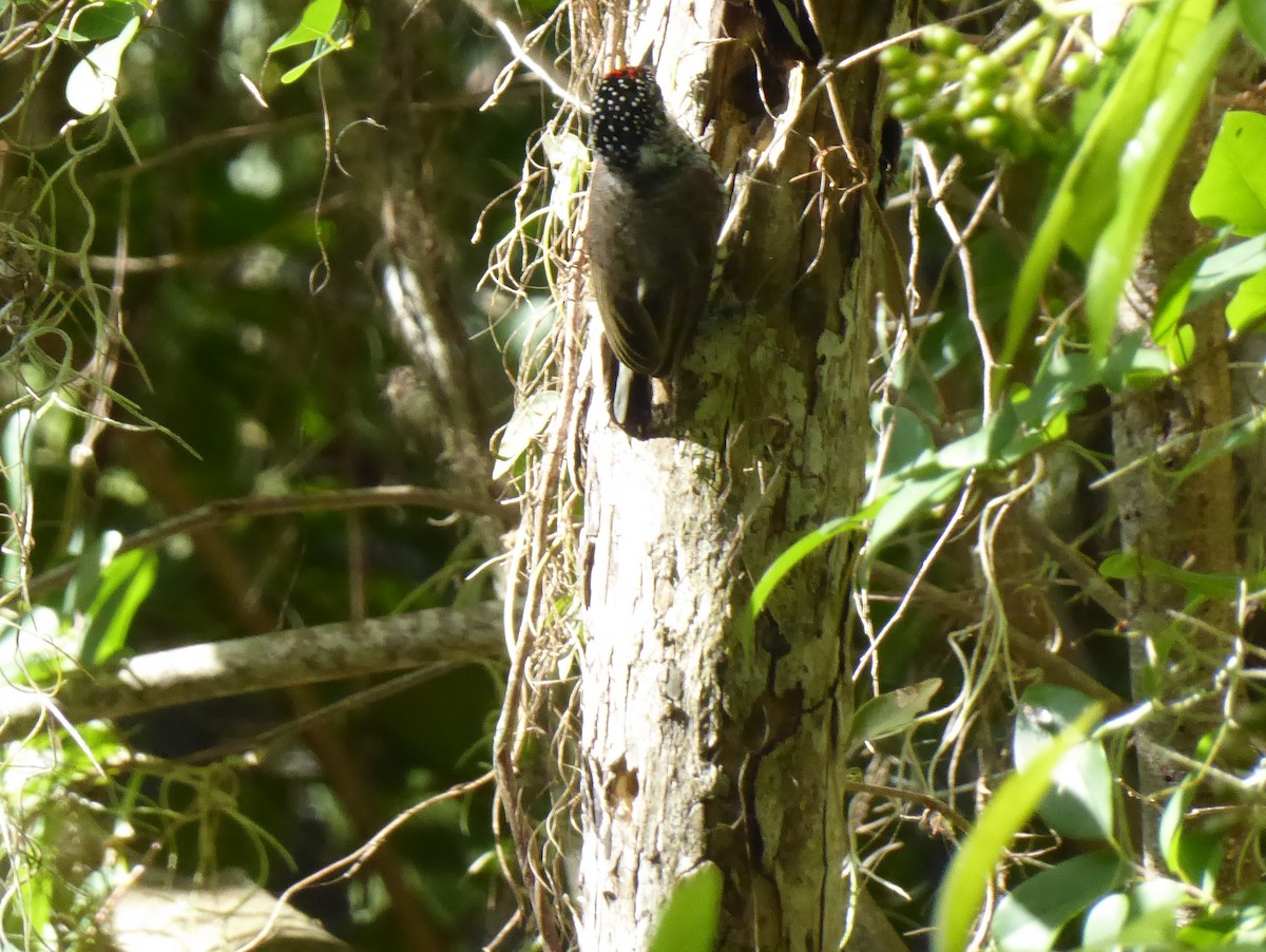 White-barred Piculet - ML611855094