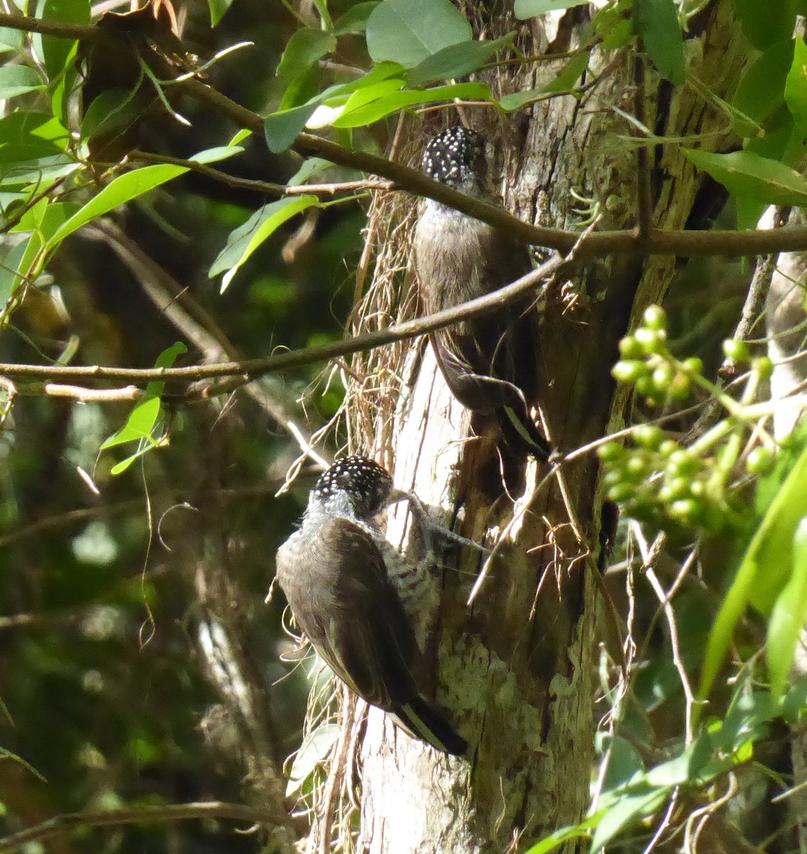 White-barred Piculet - ML611855095