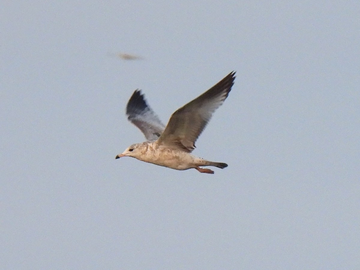 EBird Checklist 3 Dec 2023 Wheeler Dam South Landing NABT 2 13