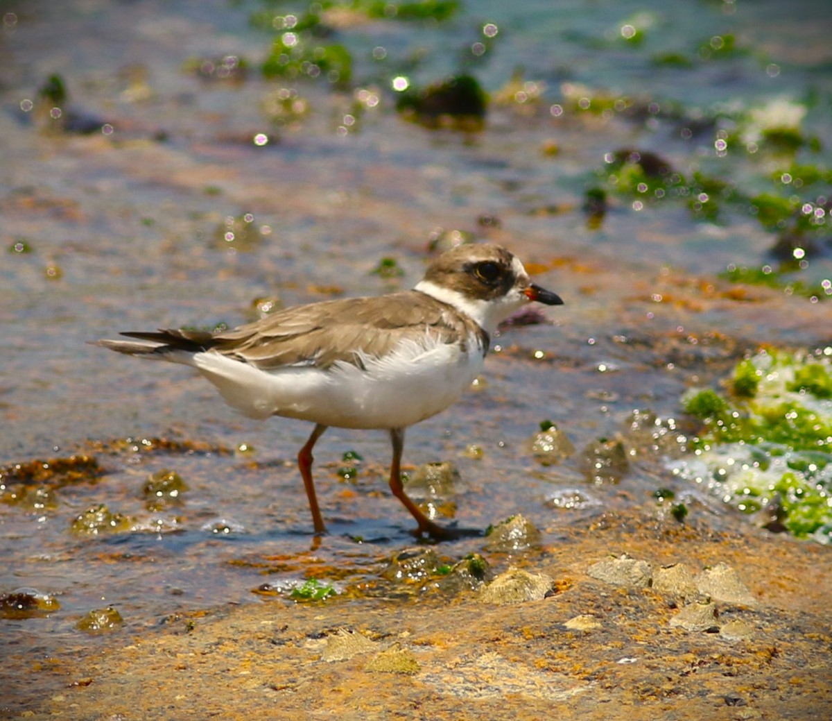 Semipalmated Plover - ML611855312