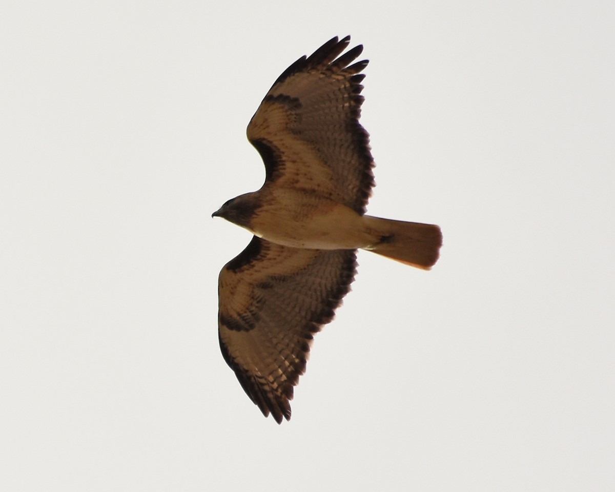 Red-tailed Hawk - ML611855320