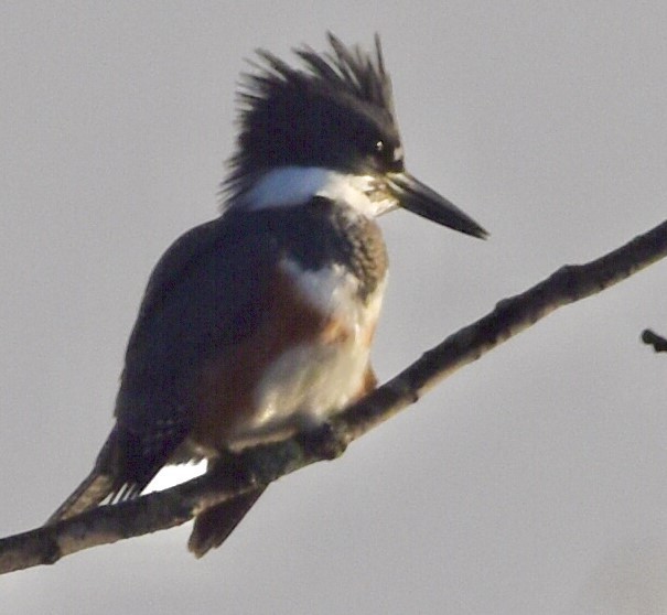 Belted Kingfisher - ML611855633