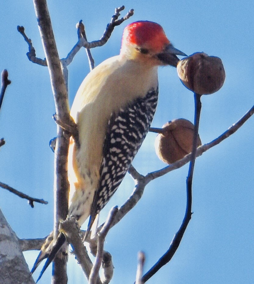 Red-bellied Woodpecker - ML611855782