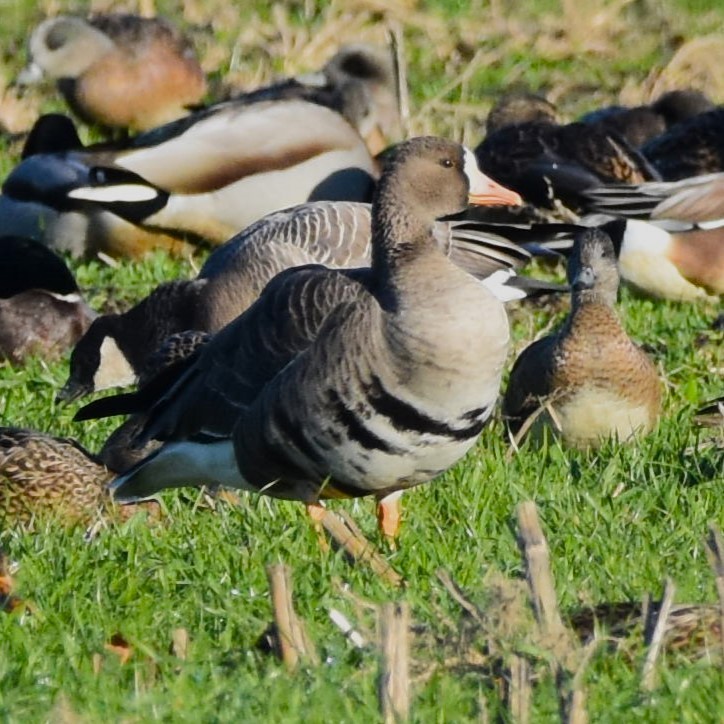 Greater White-fronted Goose - ML611855906