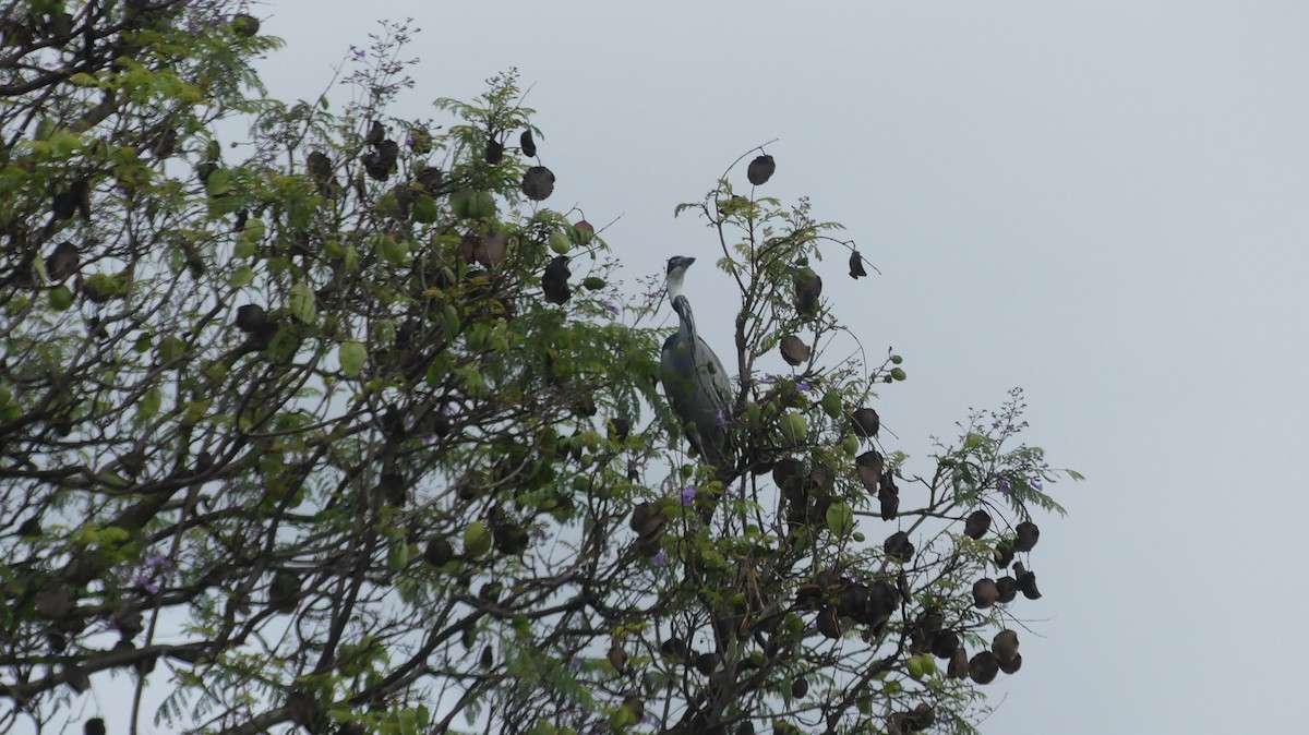 Black-headed Heron - ML611855967