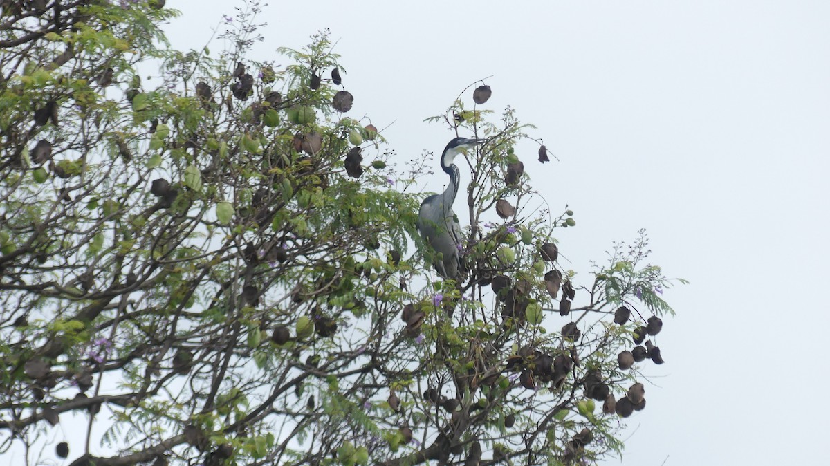 Black-headed Heron - ML611855969