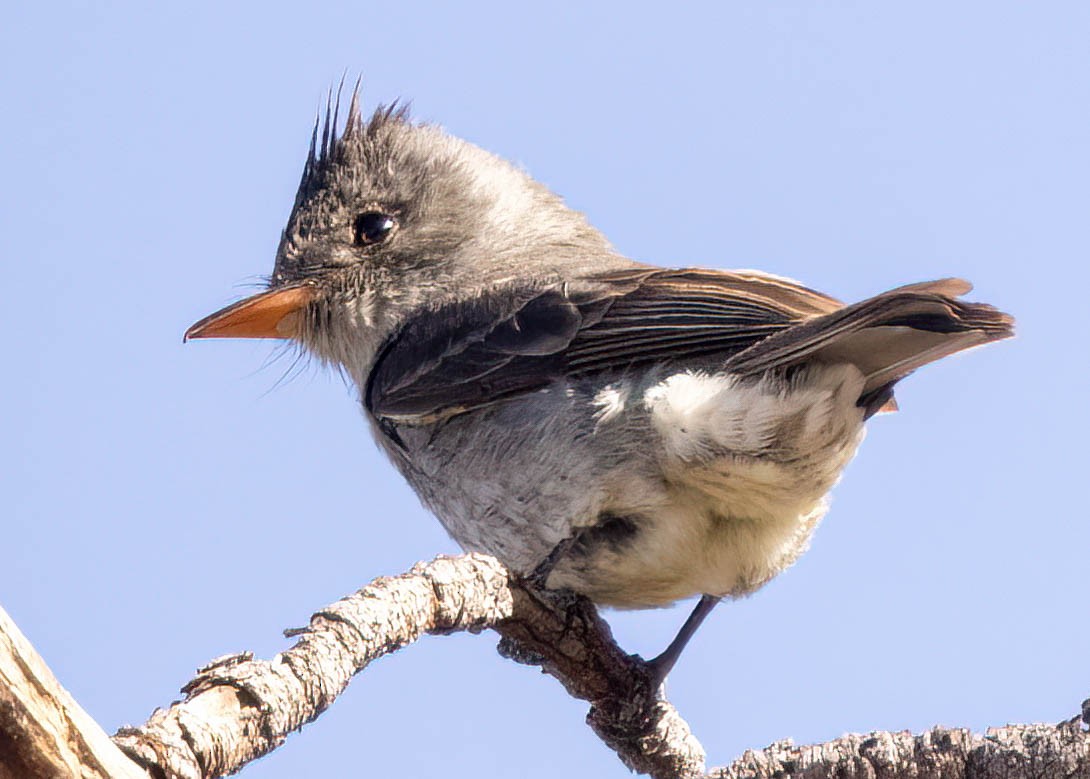Greater Pewee - ML611856107