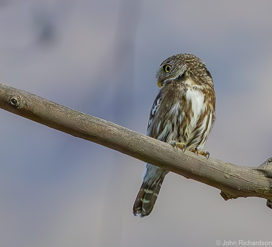 Peruvian Pygmy-Owl - John Richardson