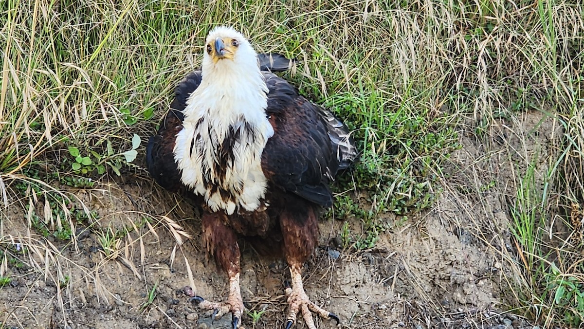 African Fish-Eagle - ML611856532