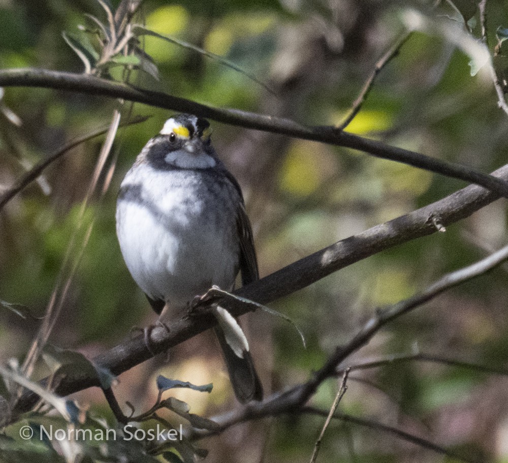White-throated Sparrow - ML611856885
