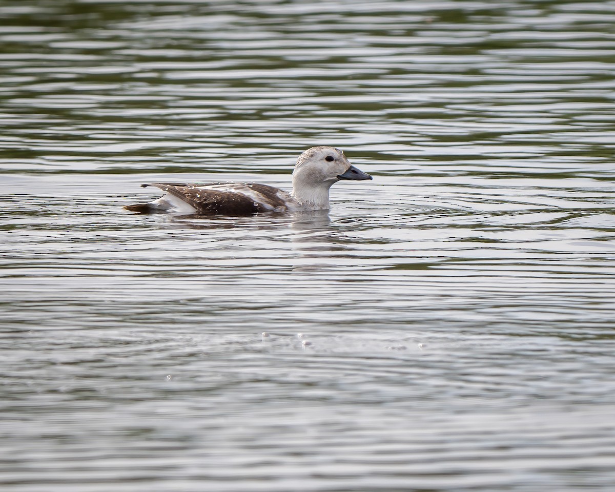 Long-tailed Duck - Mickey Grebe