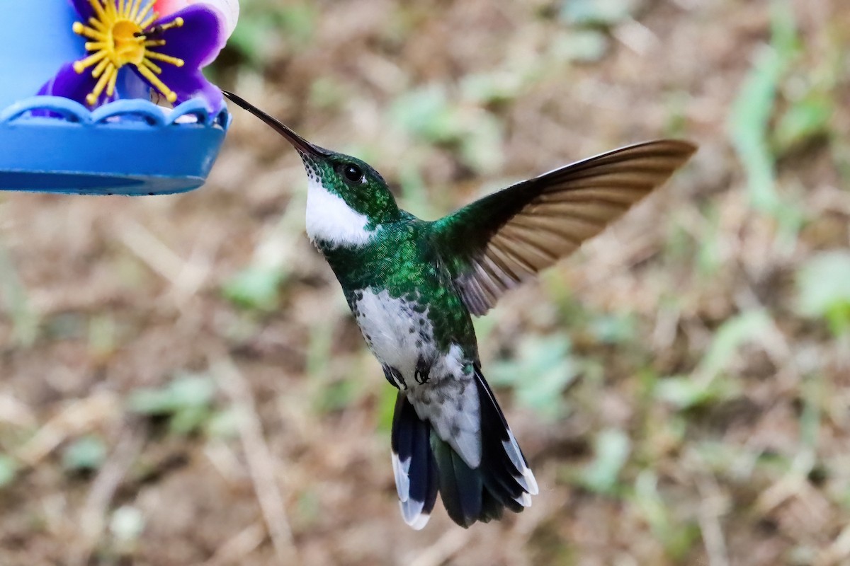 White-throated Hummingbird - Ricardo Lopez Z.