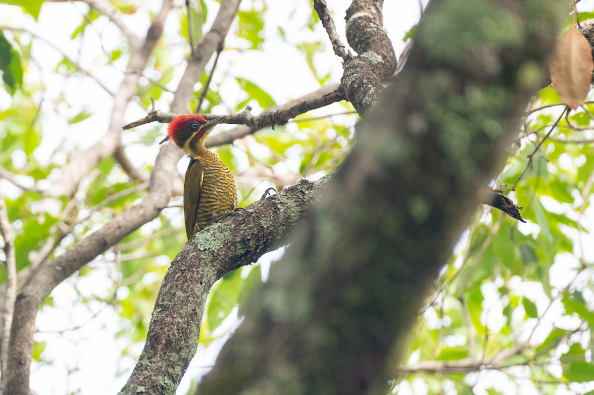 Golden-green Woodpecker (Golden-green) - ML611857411