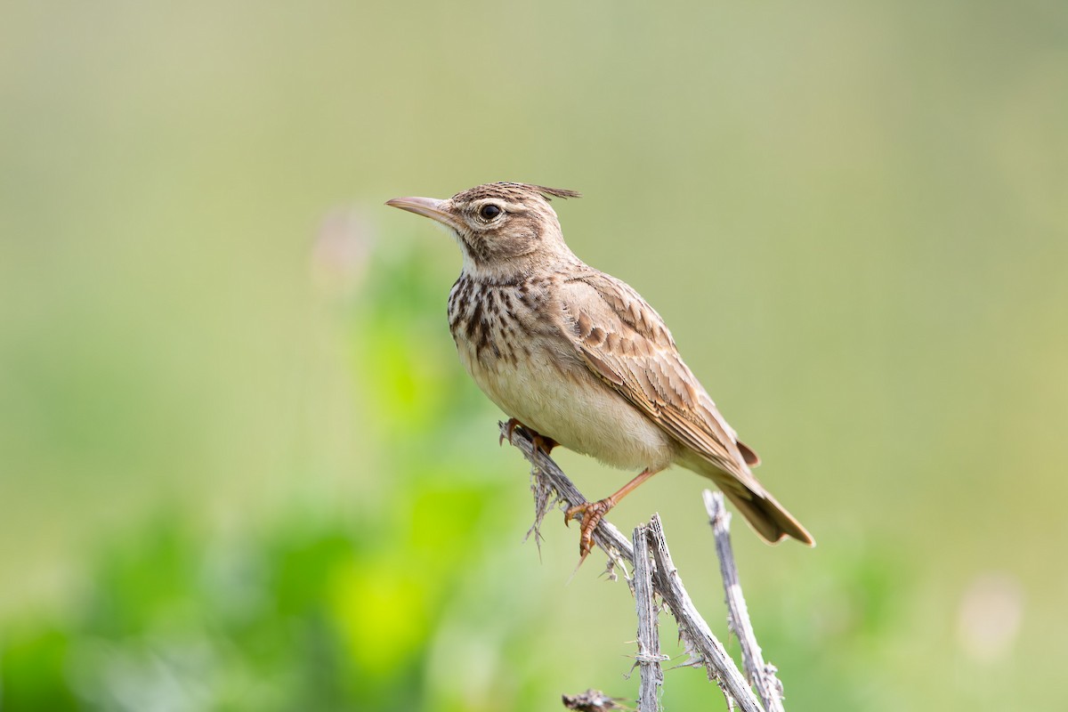 Crested Lark - ML611857873