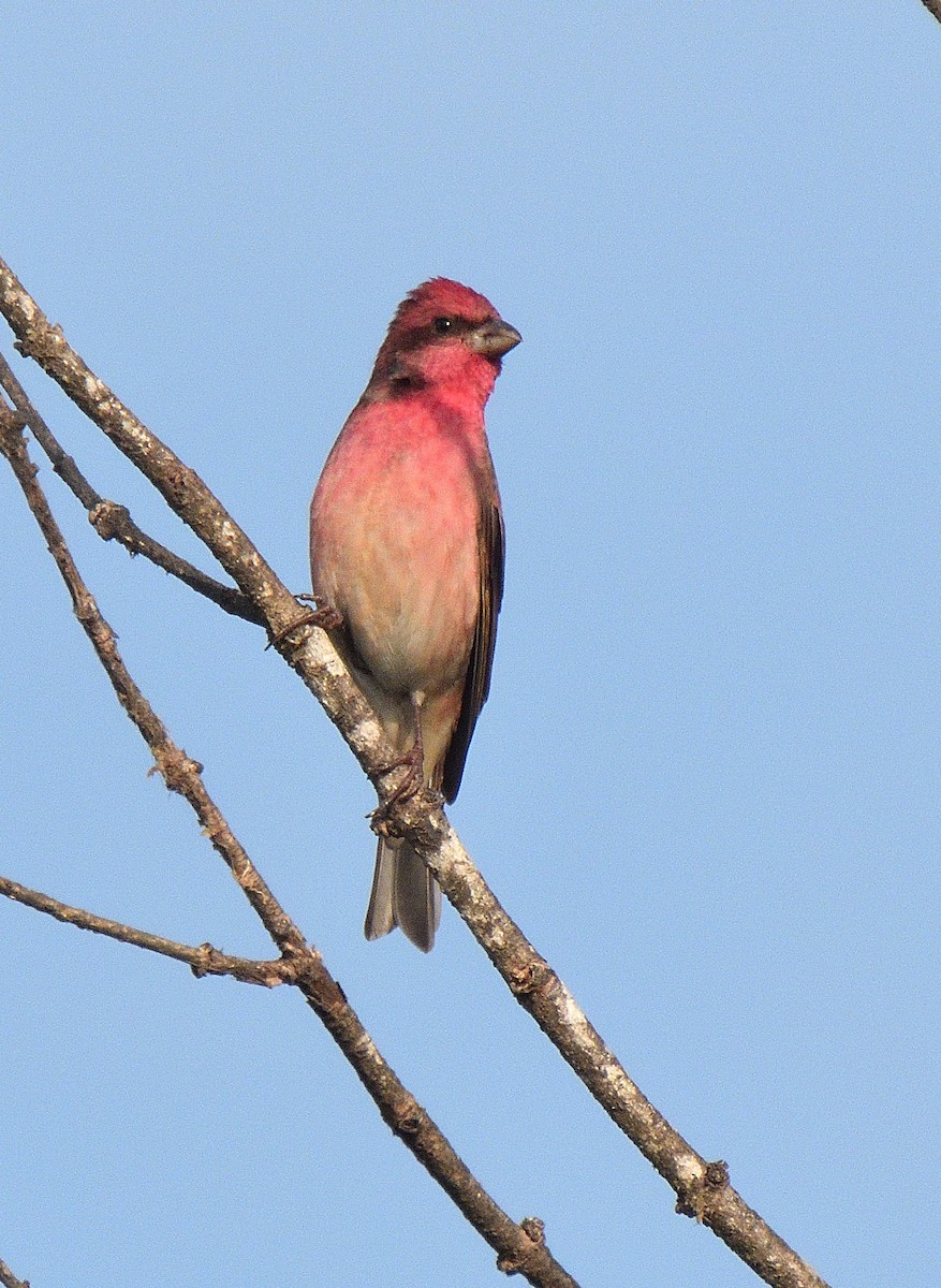 Common Rosefinch - Alok Bhave