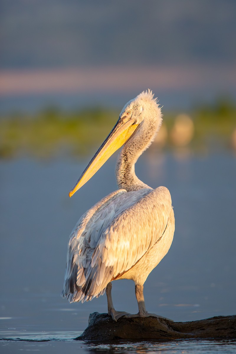 Dalmatian Pelican - ML611858495