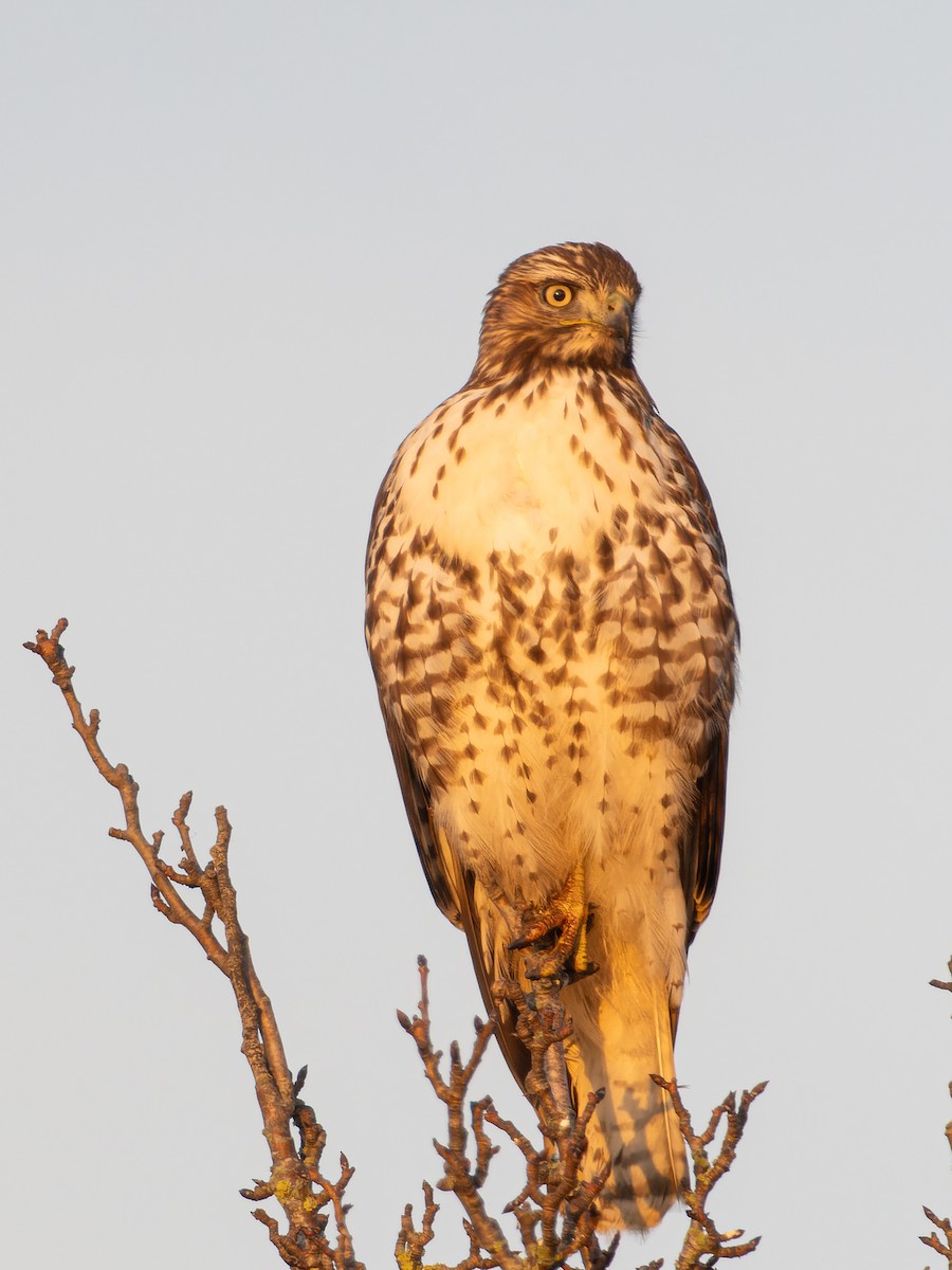Red-tailed Hawk - ML611858650