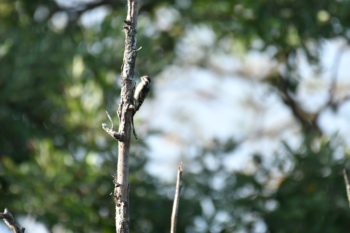 Brown-capped Pygmy Woodpecker - sreekumar  k govindankutty