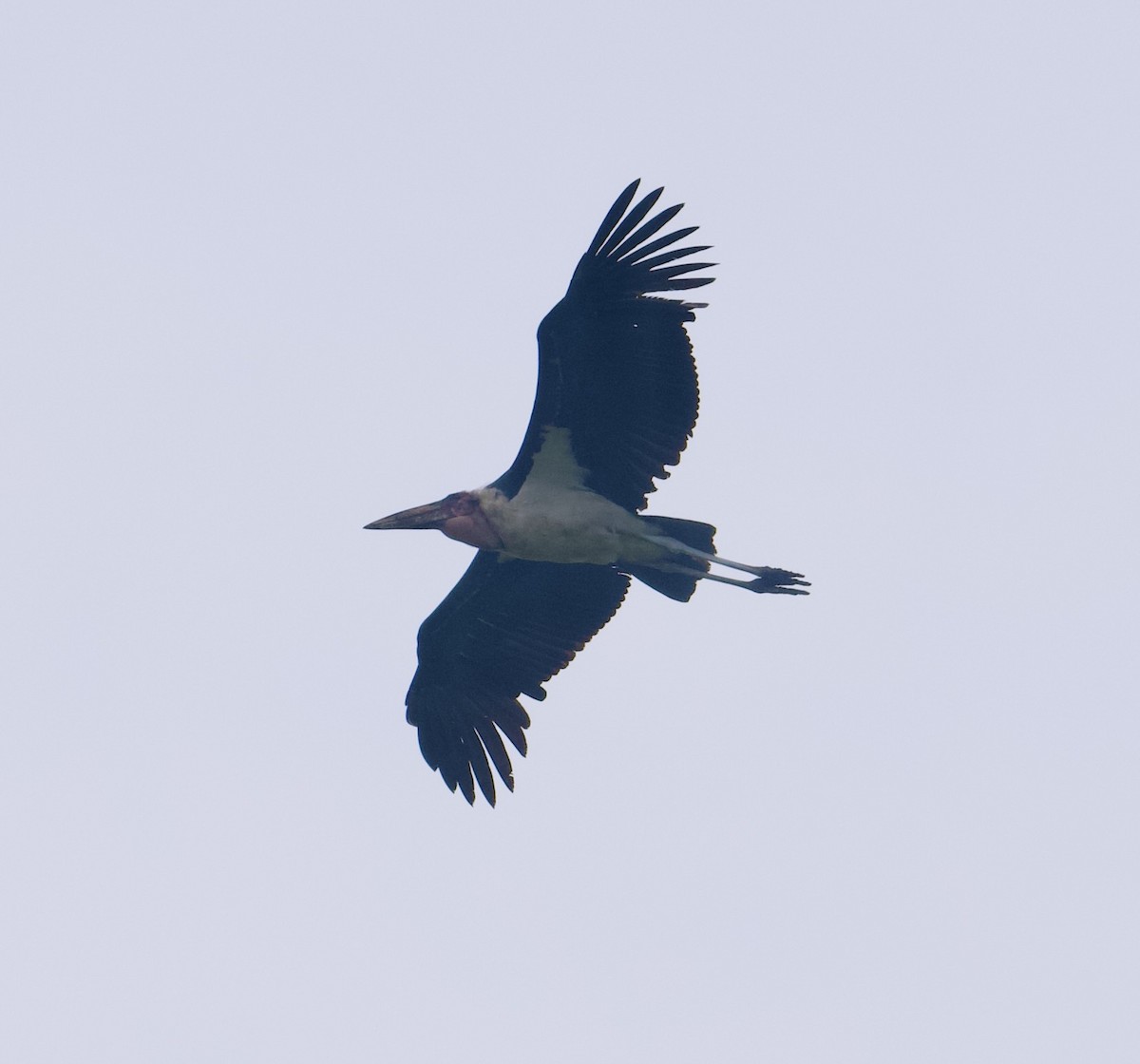 Marabou Stork - John Gregory