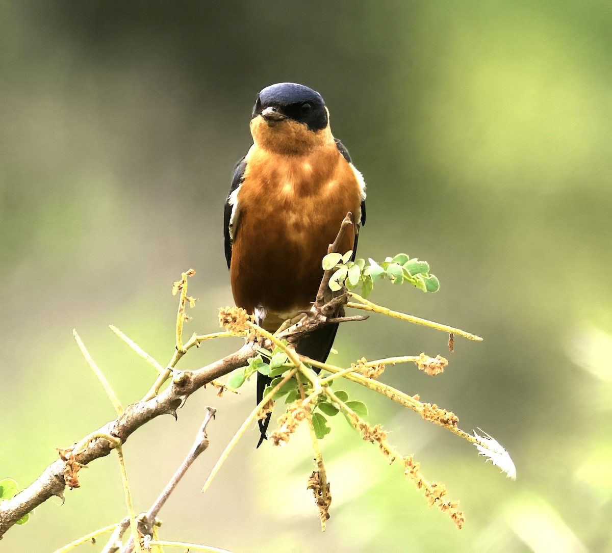Rufous-chested Swallow - John Gregory