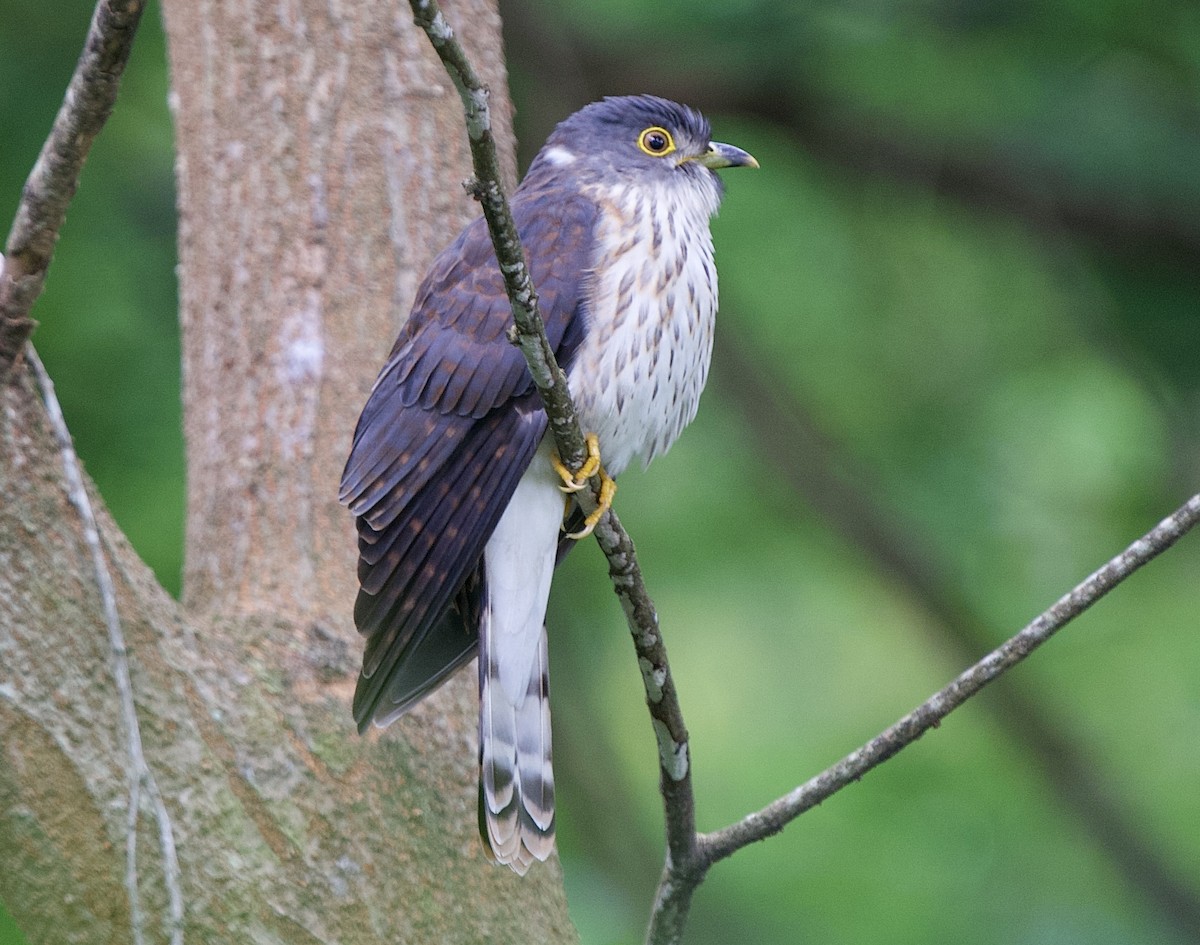 Hodgson's Hawk-Cuckoo - ML611859058
