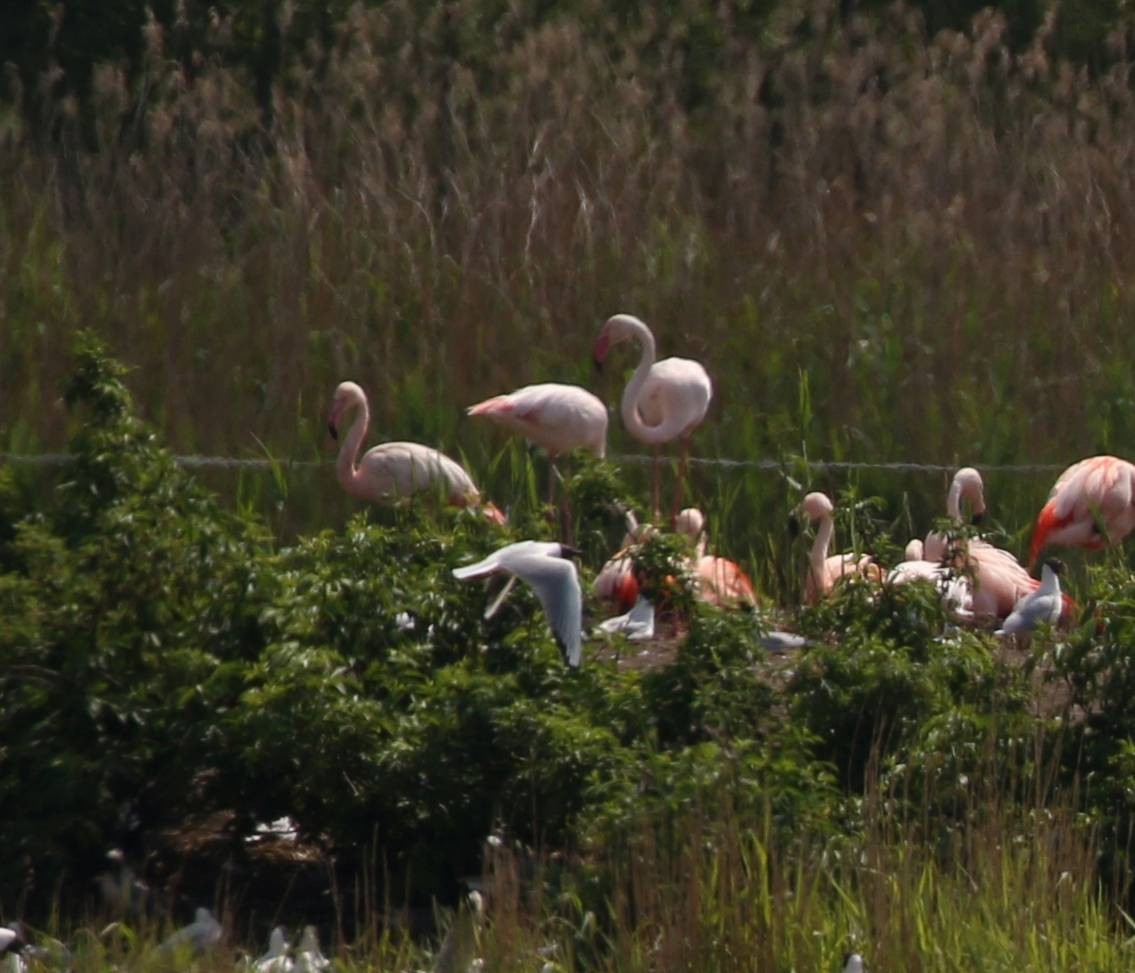 Greater Flamingo - Stefan Passlick