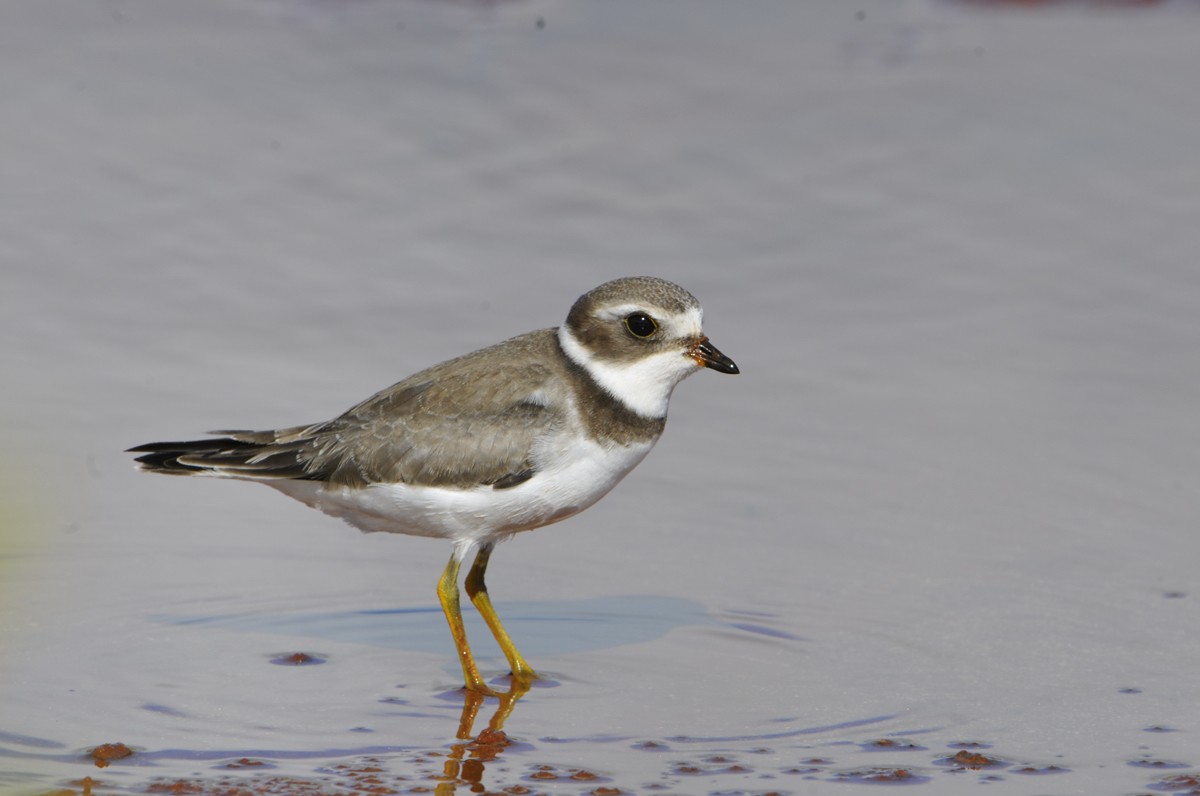 Semipalmated Plover - ML611859438