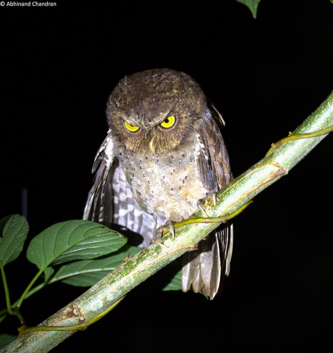 Andaman Scops-Owl - ML611859469