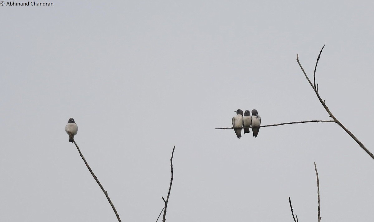 White-breasted Woodswallow - ML611859521
