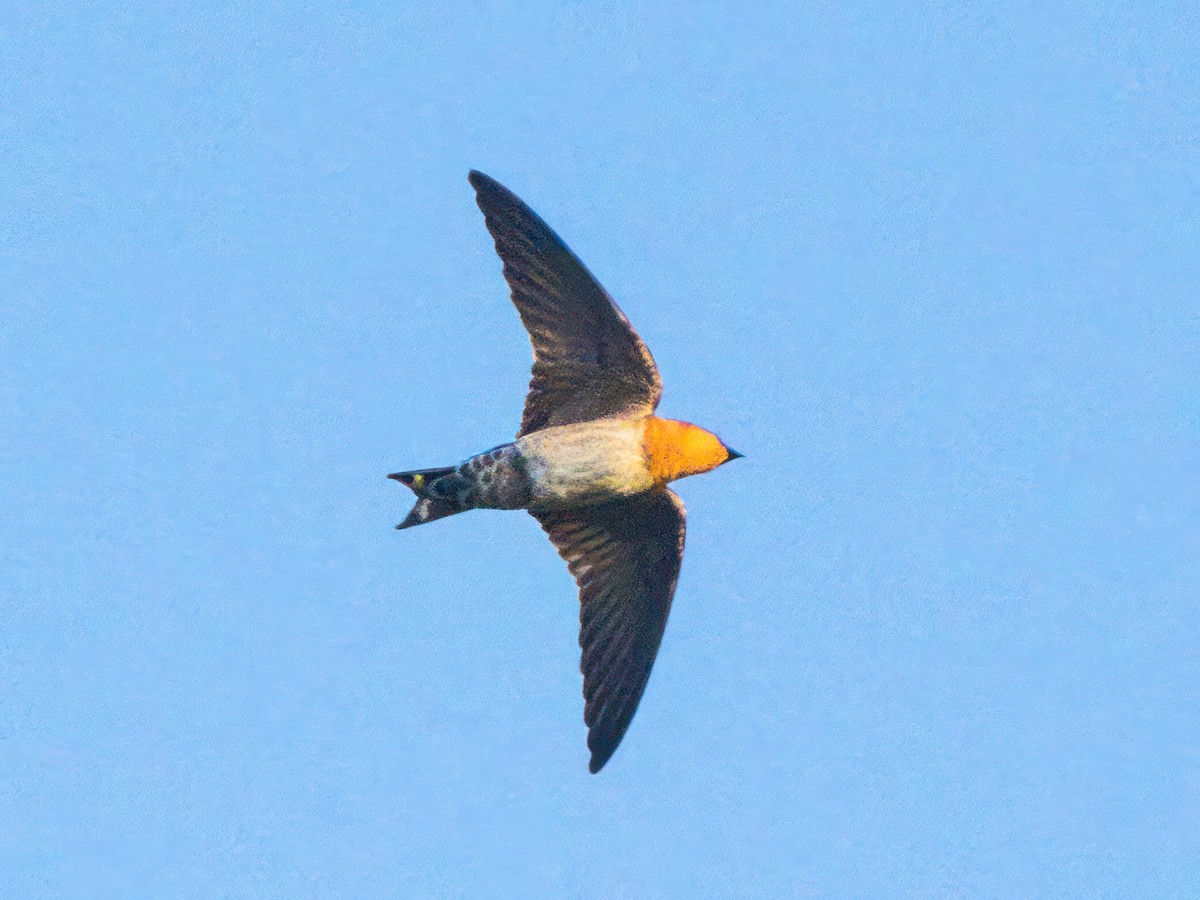 Pacific Swallow - ML611859699