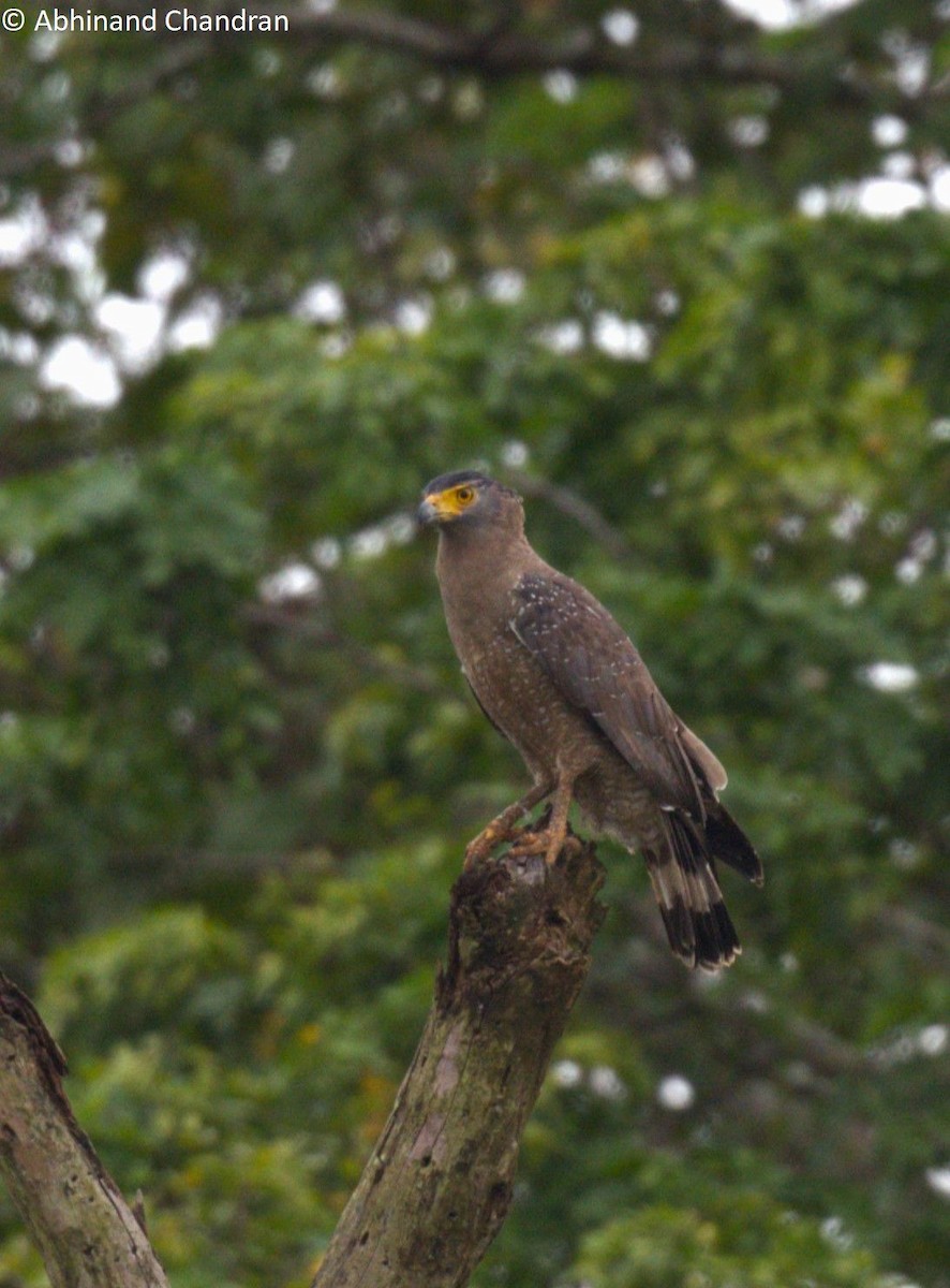 Crested Serpent-Eagle (Andaman) - ML611859907