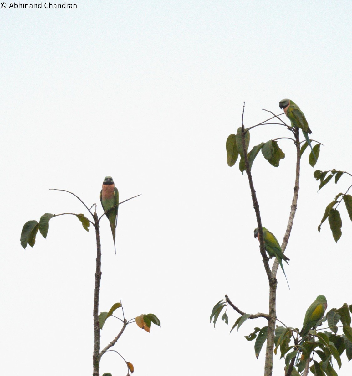 Red-breasted Parakeet - ML611860243