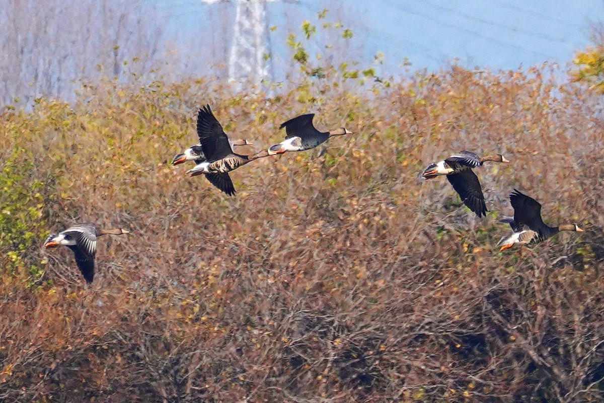 Greater White-fronted Goose - ML611860258
