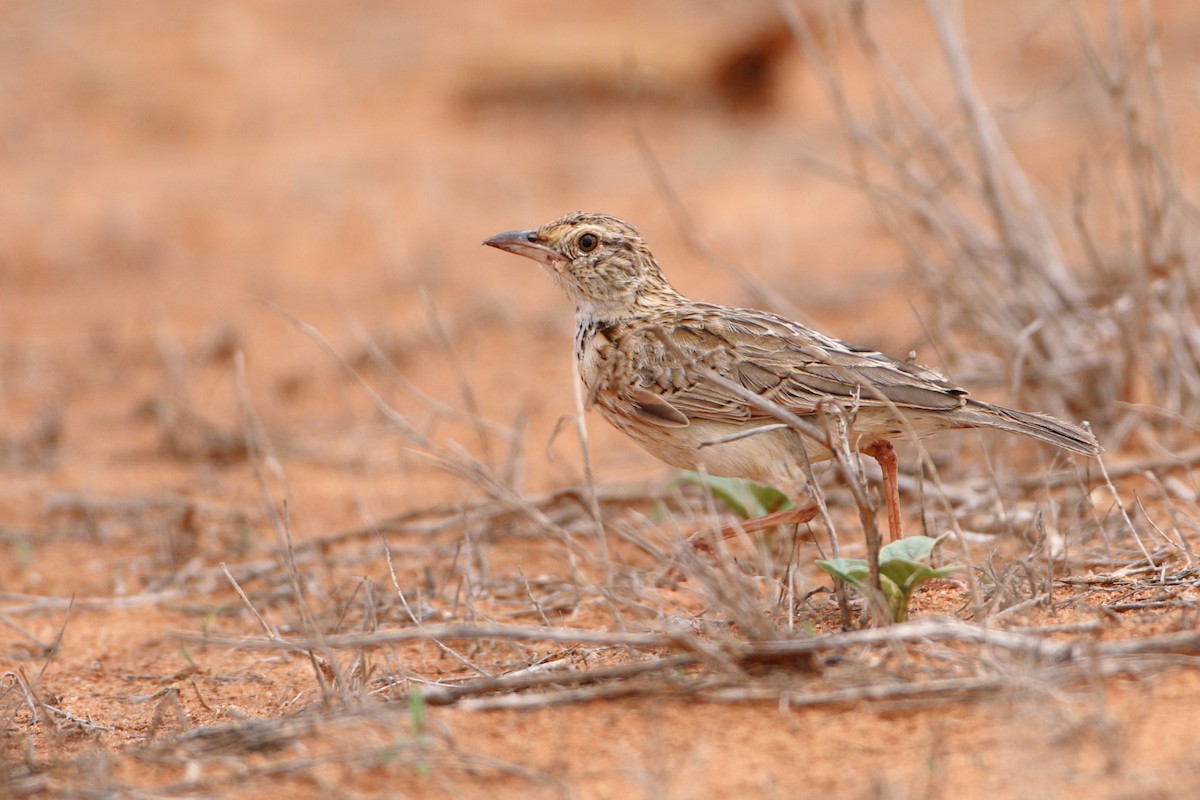 Red-winged Lark (Red-winged) - ML611860572