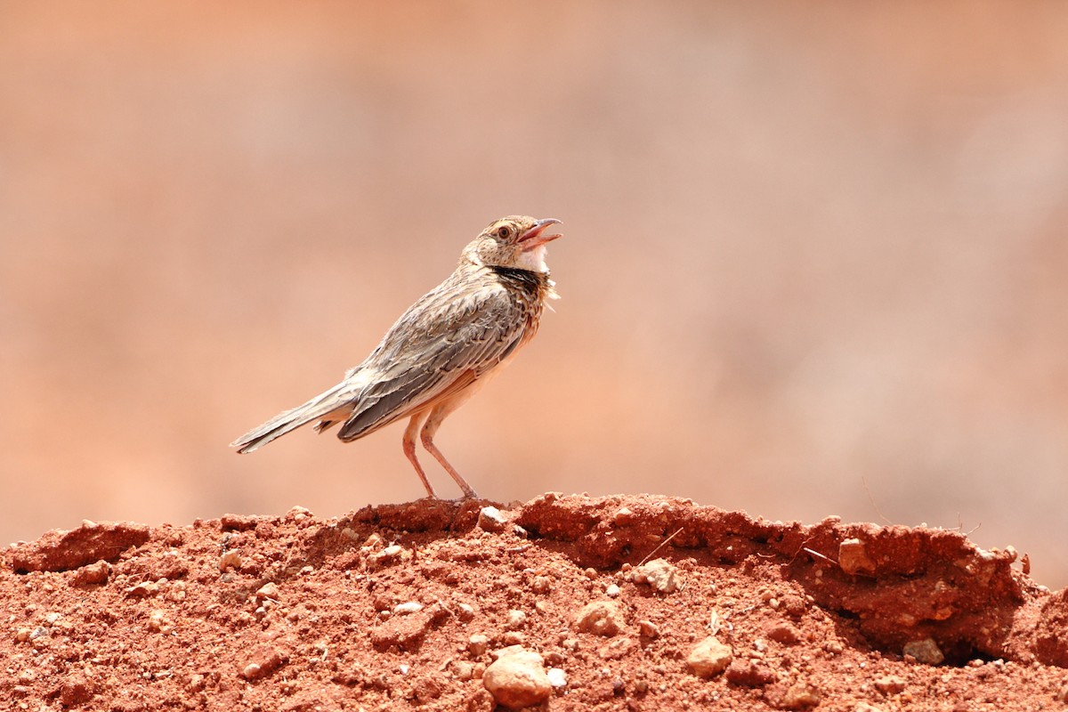 Red-winged Lark (Red-winged) - ML611860573