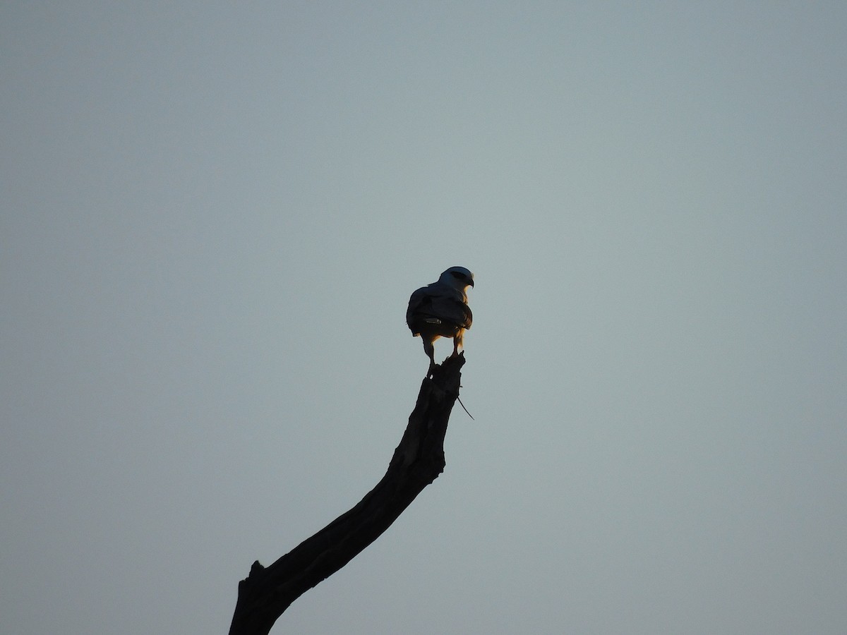 Black-shouldered Kite - ML611860667