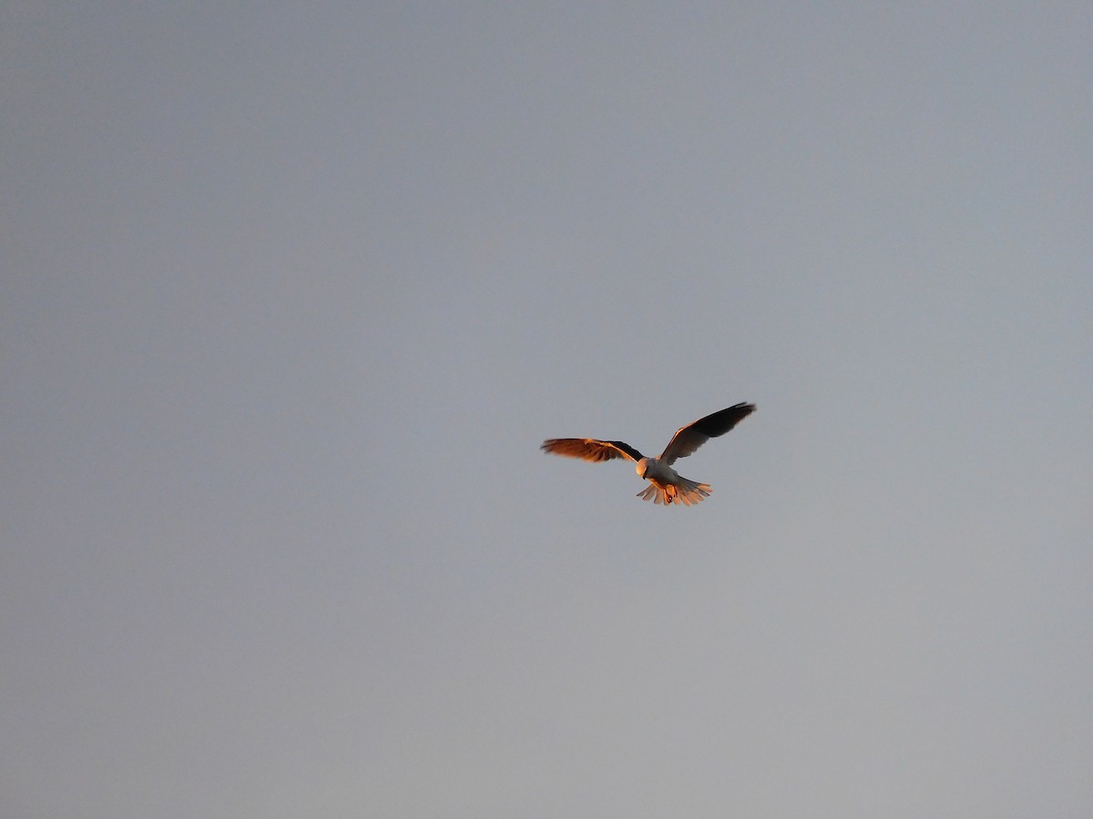 Black-shouldered Kite - George Vaughan