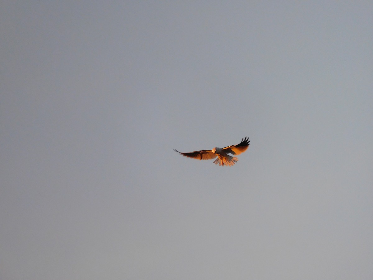 Black-shouldered Kite - ML611860687