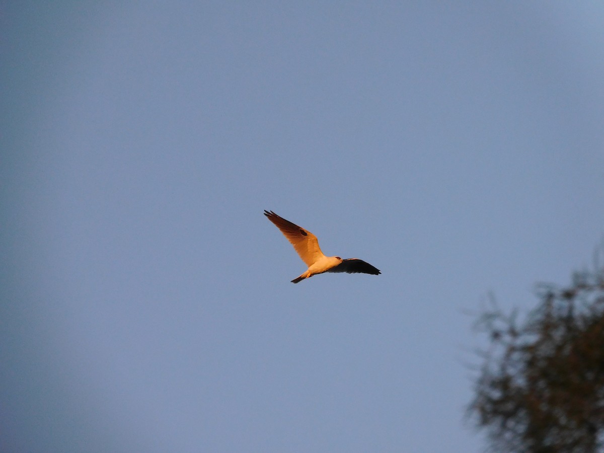 Black-shouldered Kite - ML611860707