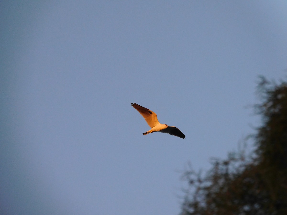 Black-shouldered Kite - ML611860708