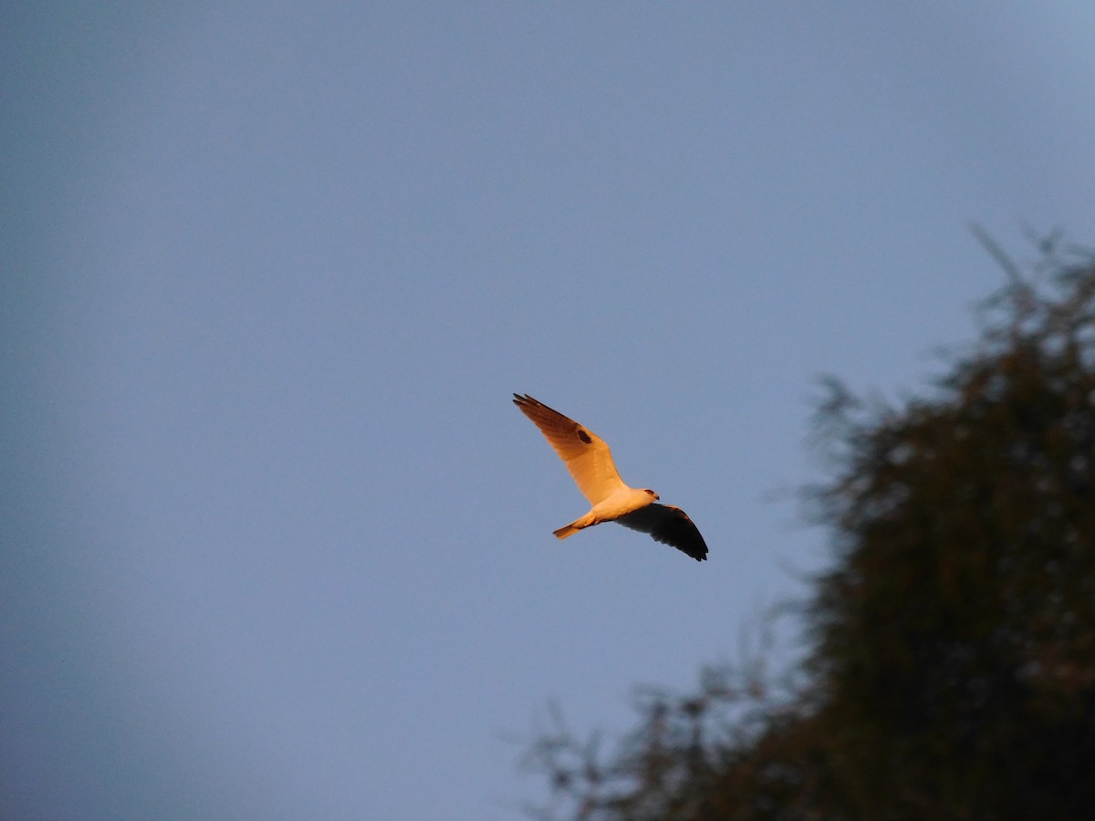 Black-shouldered Kite - ML611860709