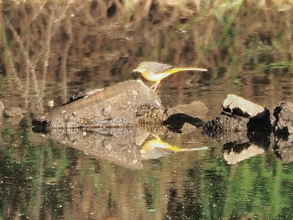 Gray Wagtail - ML611860710