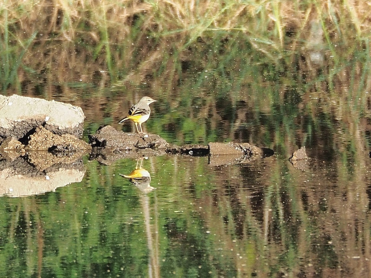 Gray Wagtail - ML611860712