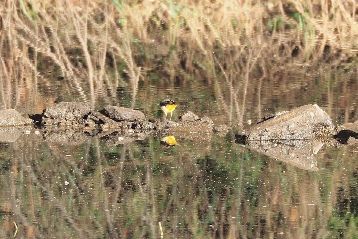 Gray Wagtail - ML611860713