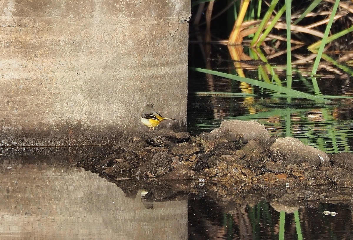 Gray Wagtail - ML611860717