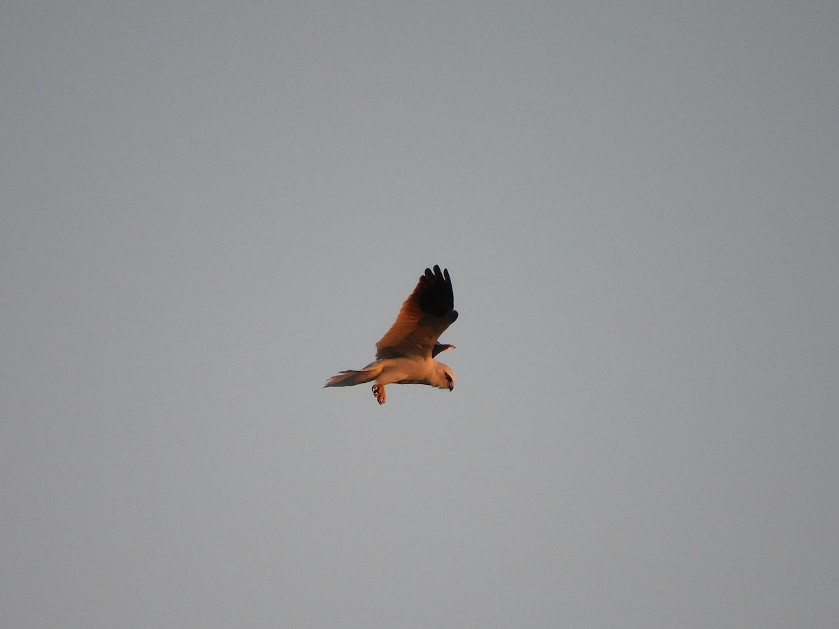 Black-shouldered Kite - ML611860754