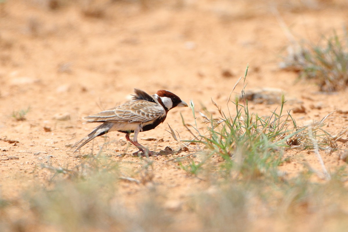 Chestnut-headed Sparrow-Lark - ML611860845