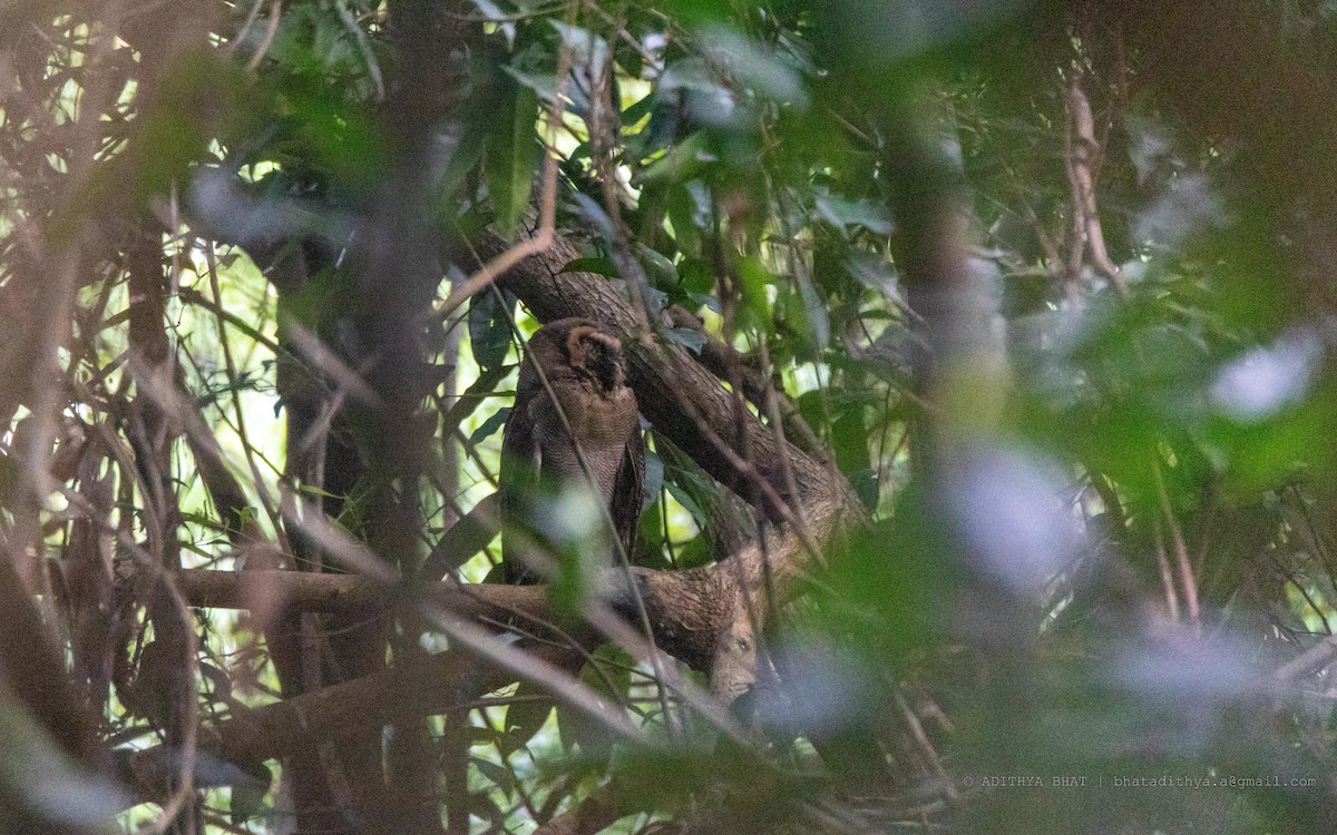 Brown Wood-Owl - Adithya Bhat